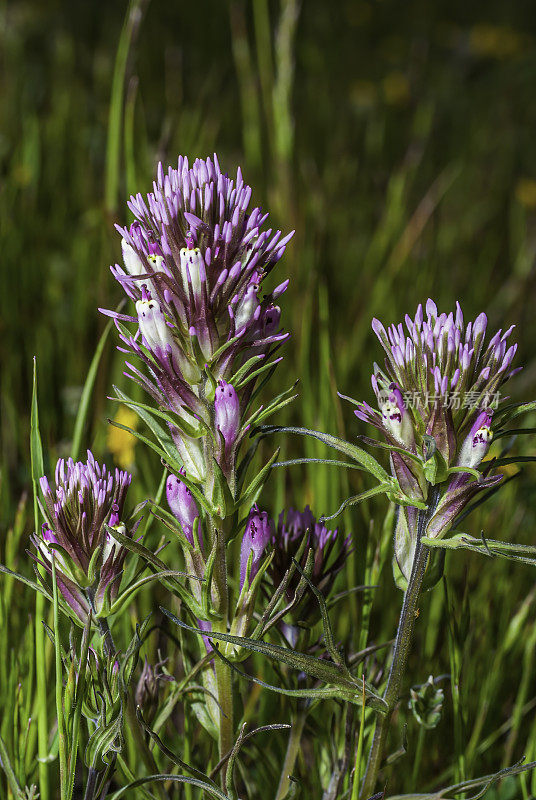 猫头鹰苜蓿，卡斯蒂列亚densiflora，托莱湖地区公园，索诺玛县，加州。Castilleja densiflora是一种印度画笔，俗称密花印度画笔。